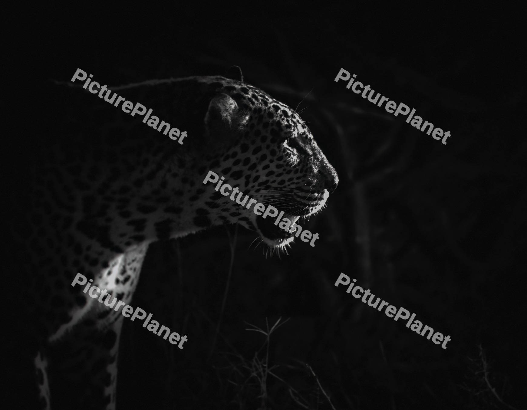 Silhouette of a leopard